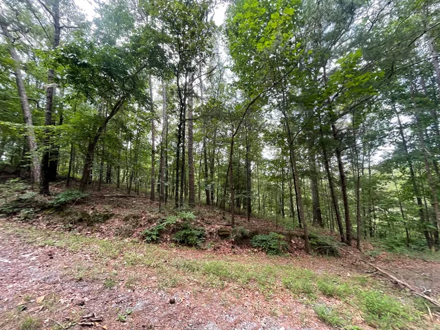 a backyard of a house with lots of trees