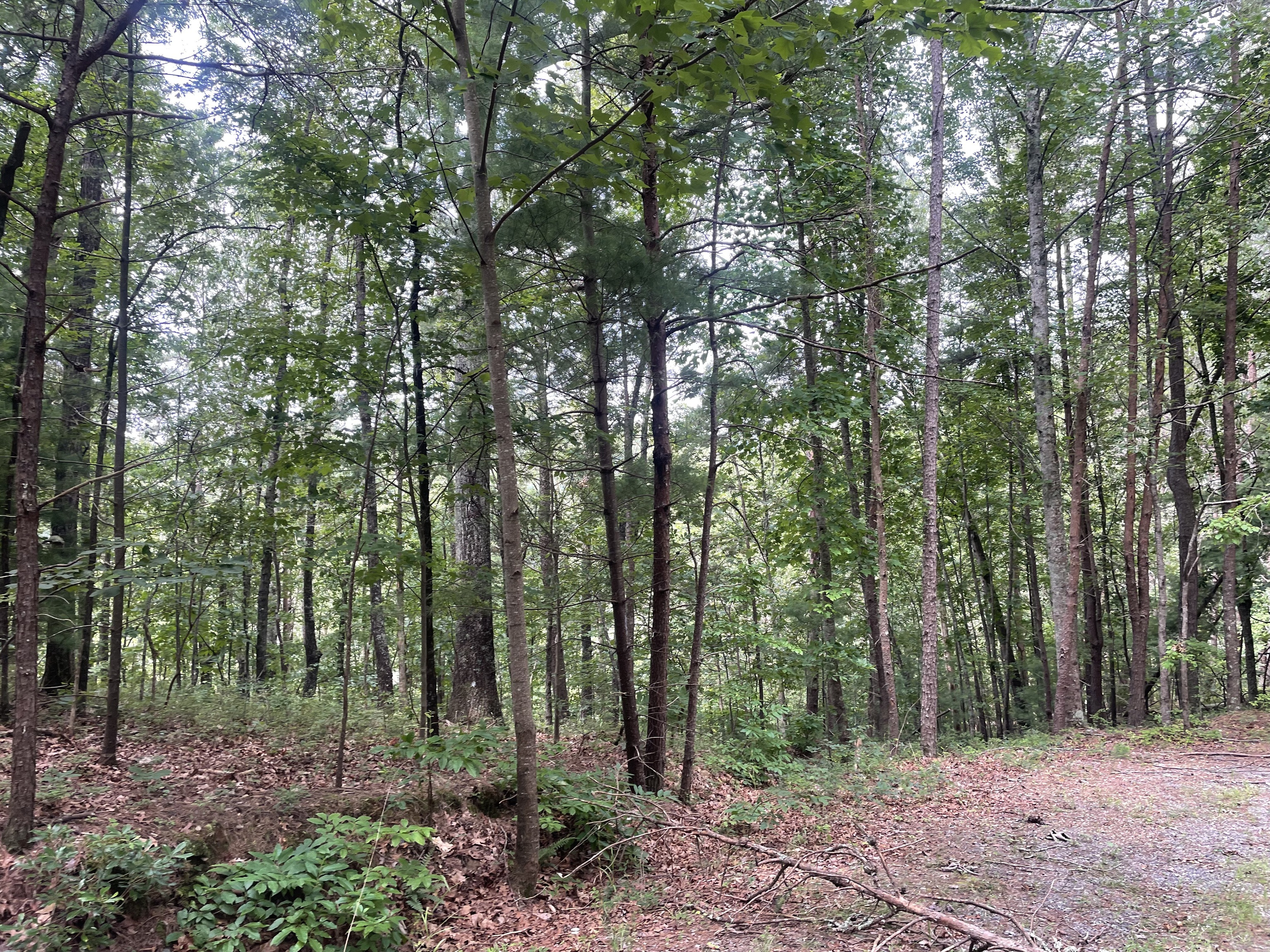 756 Neptune Court Ranger, GA 30734 - Photo 3 of 12 a view of outdoor space and green space