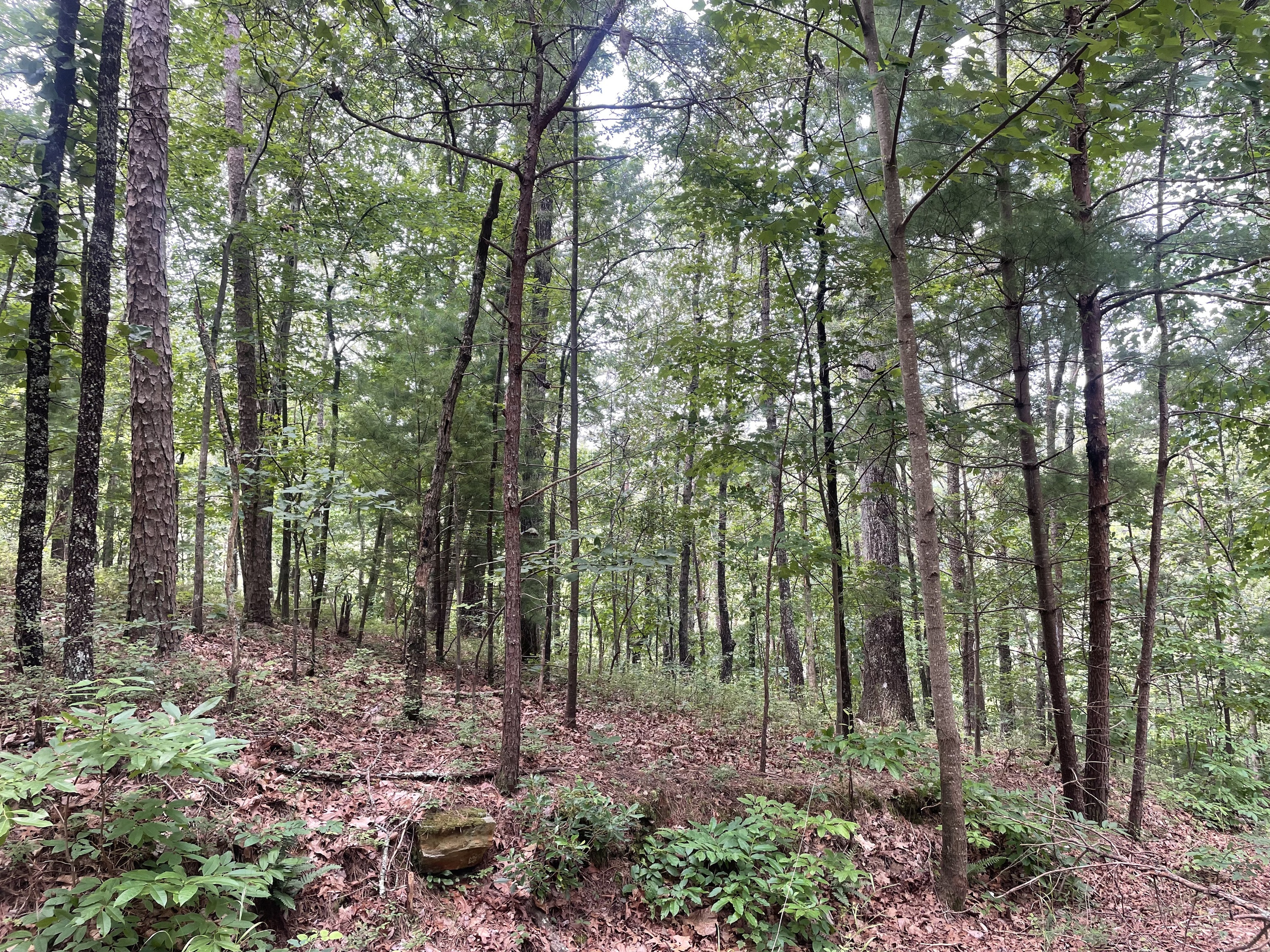 756 Neptune Court Ranger, GA 30734 - Photo 4 of 12 a view of outdoor space and green space