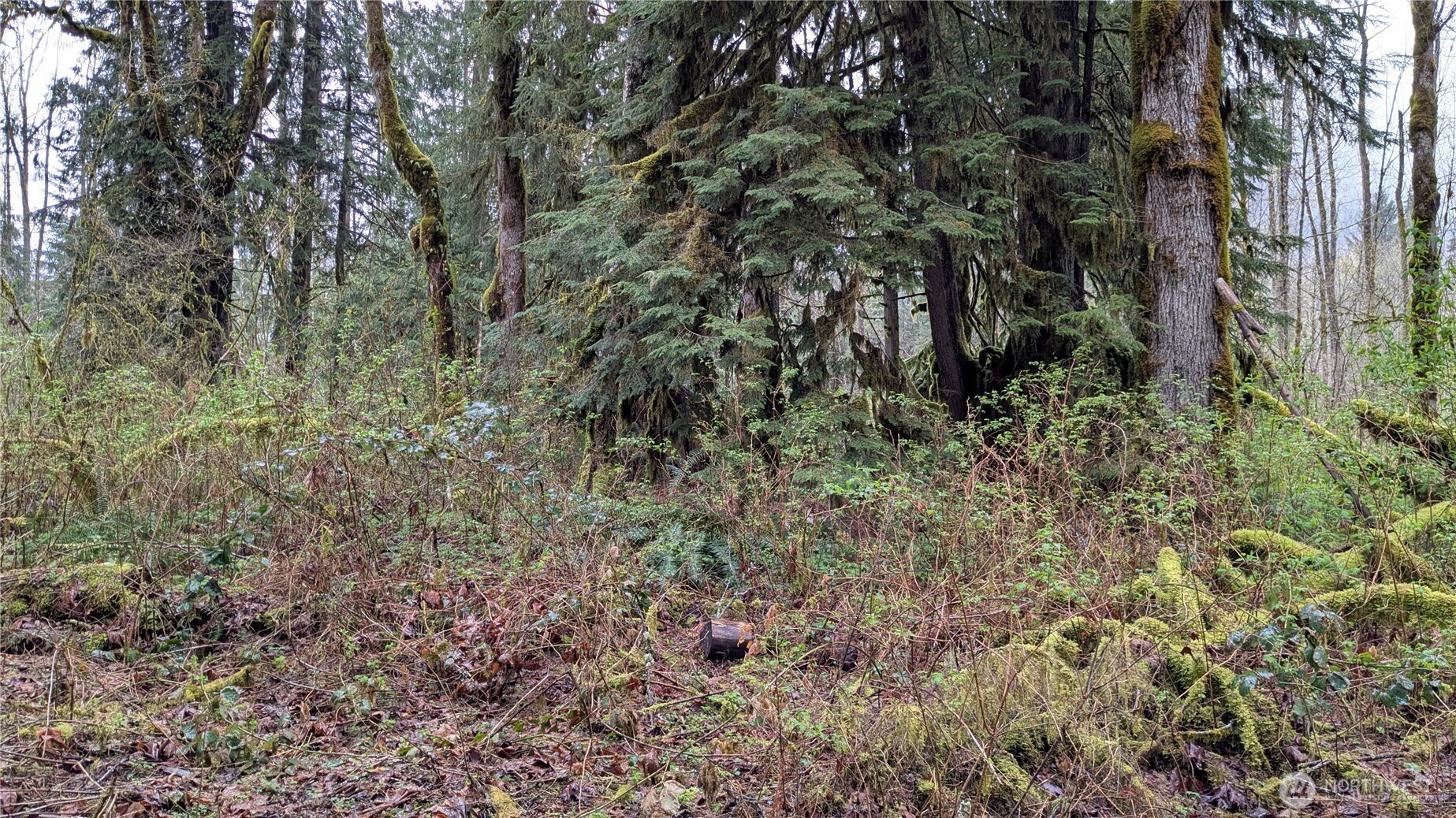63602 Northeast 190th Street Gold Bar, WA 98251 - Photo 4 of 6 a view of a yard with large trees