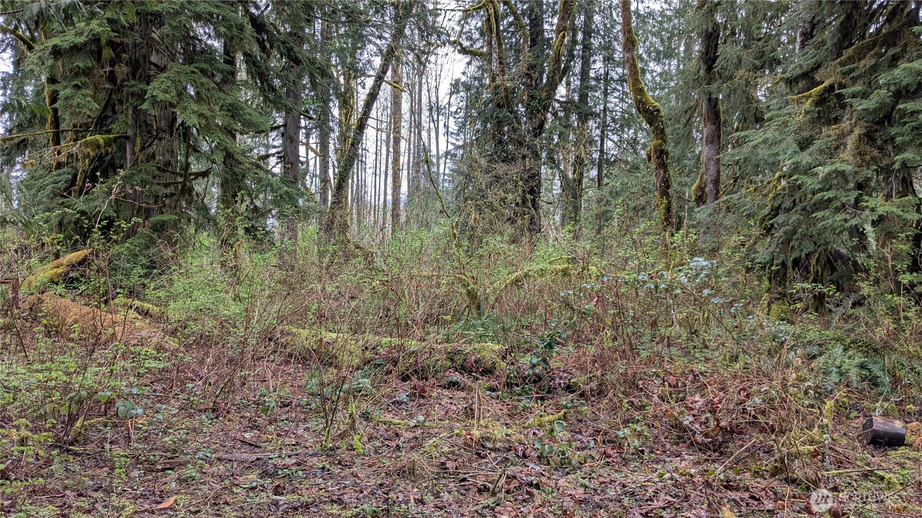63602 Northeast 190th Street Gold Bar, WA 98251 - Photo 5 of 6 a view of a yard with a tree