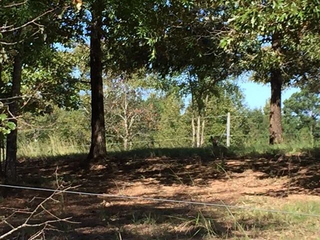 409 Torbet Road, Unit 1A1 Forsyth, GA 31029 - Photo 24 of 29 a view of a tree in a yard