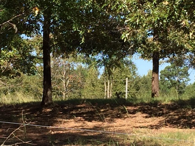409 Torbet Road, Unit 1A1 Forsyth, GA 31029 - Photo 25 of 29 a view of a tree in a yard