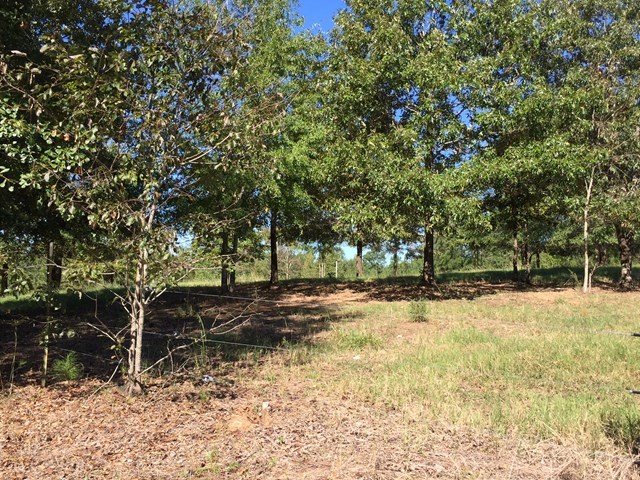 409 Torbet Road, Unit 1A1 Forsyth, GA 31029 - Photo 26 of 29 a view of a yard with trees