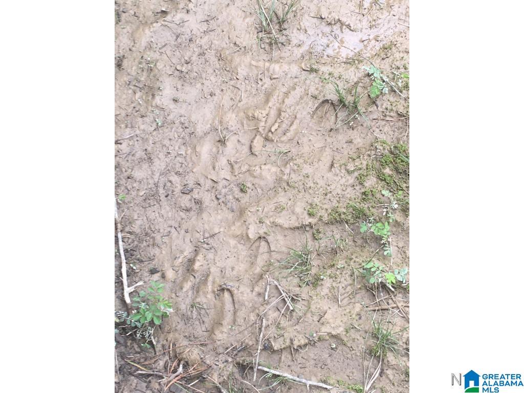 0 Bear Creek Road Haleyville, AL 35565 - Photo 13 of 13