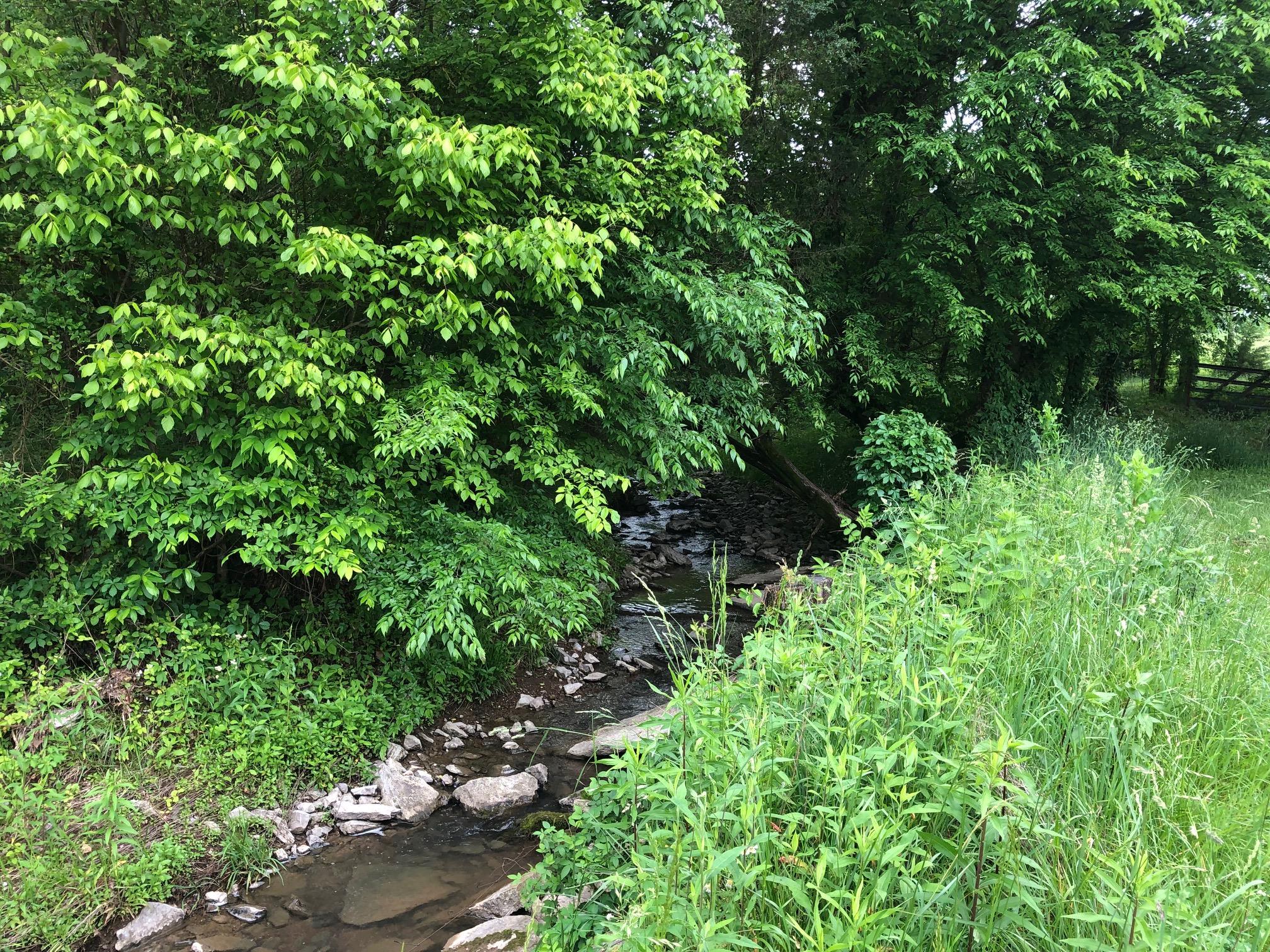 985 Burnt House Road Lebanon, TN 37090 - Photo 19 of 19 a plant view in yard