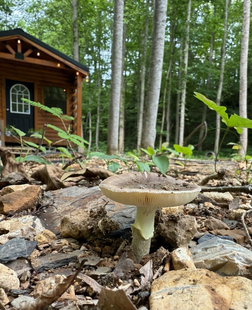 1045 Jones Mill Road Smithville, TN 37166 - Photo 3 of 41