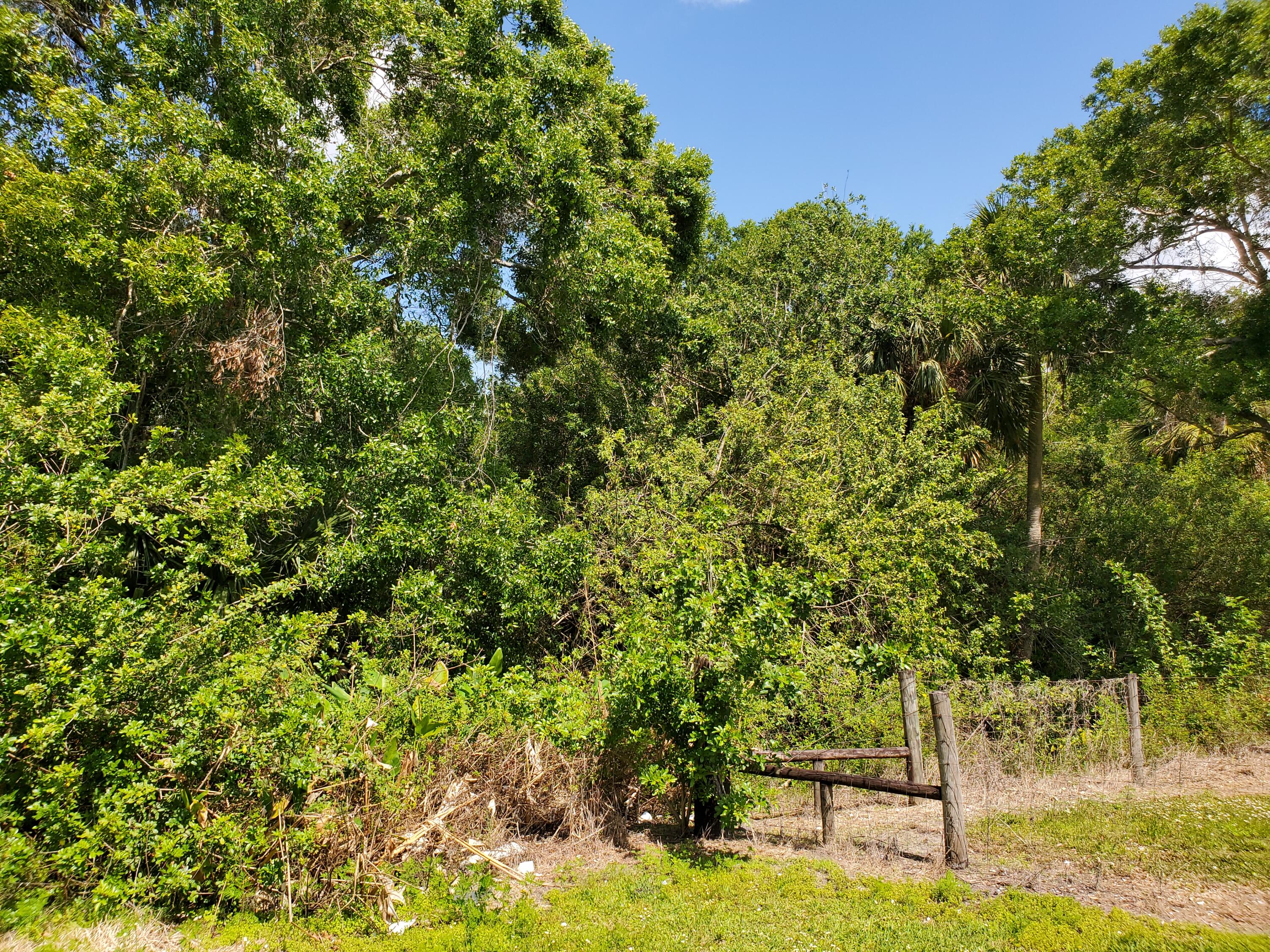 6805 Northeast 2nd Street Okeechobee, FL 34974 - Photo 5 of 5 Treed lot