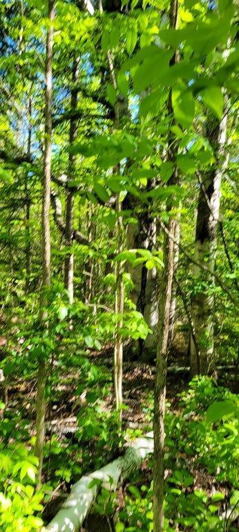 835 Gardner Creek Road Wade, ME 04786 - Photo 27 of 28 835 Gardner Creek Road (27)