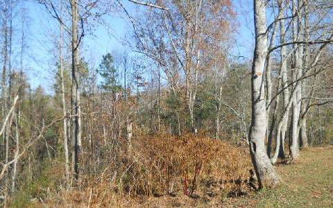 2 Dogpatch Lane Blue Ridge, GA 30513 - Photo 1 of 1 a view of a yard