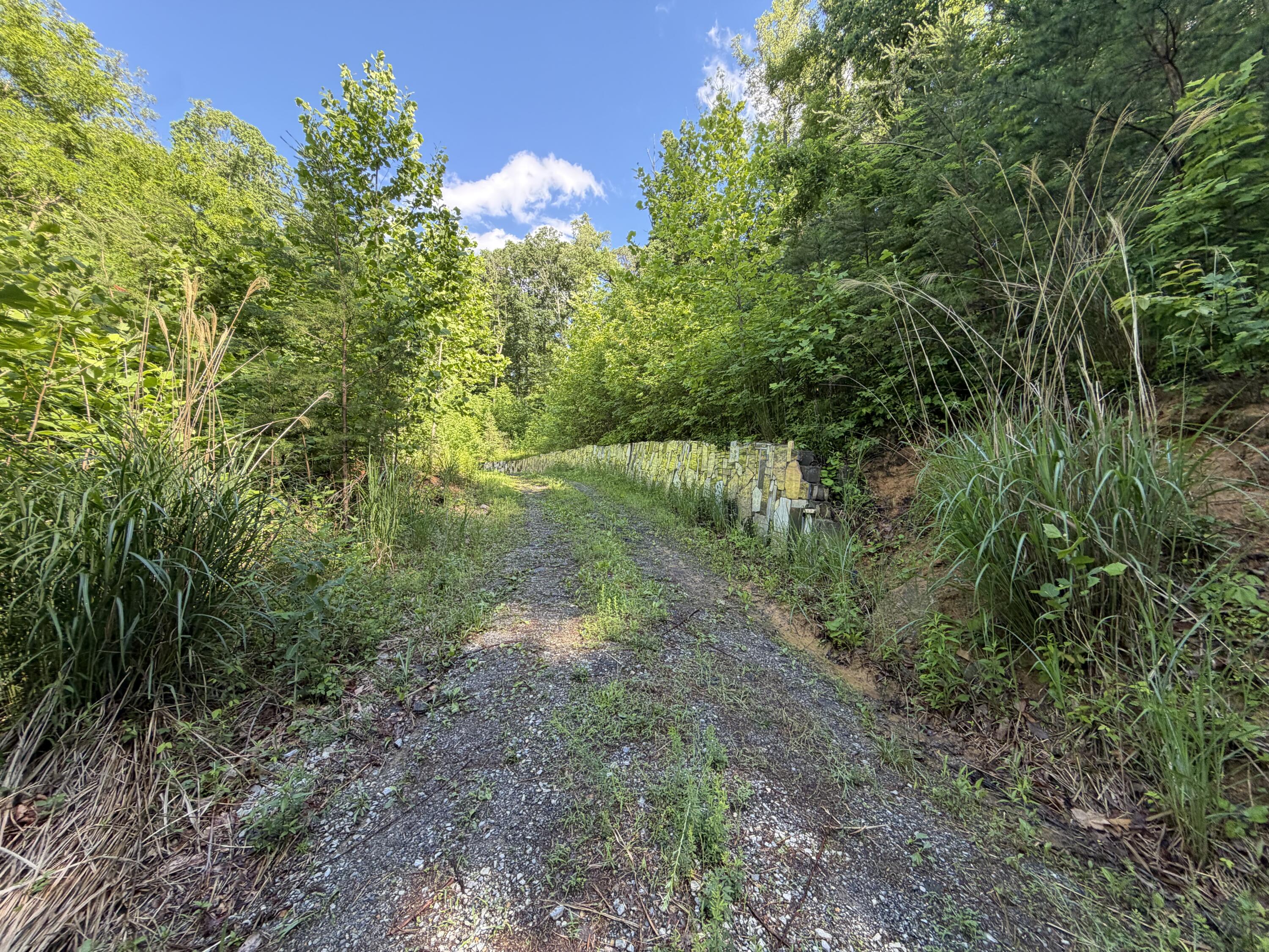 0 Lake Road Troutville, VA 24175 - Photo 4 of 18 a view of a yard with plants and a tree