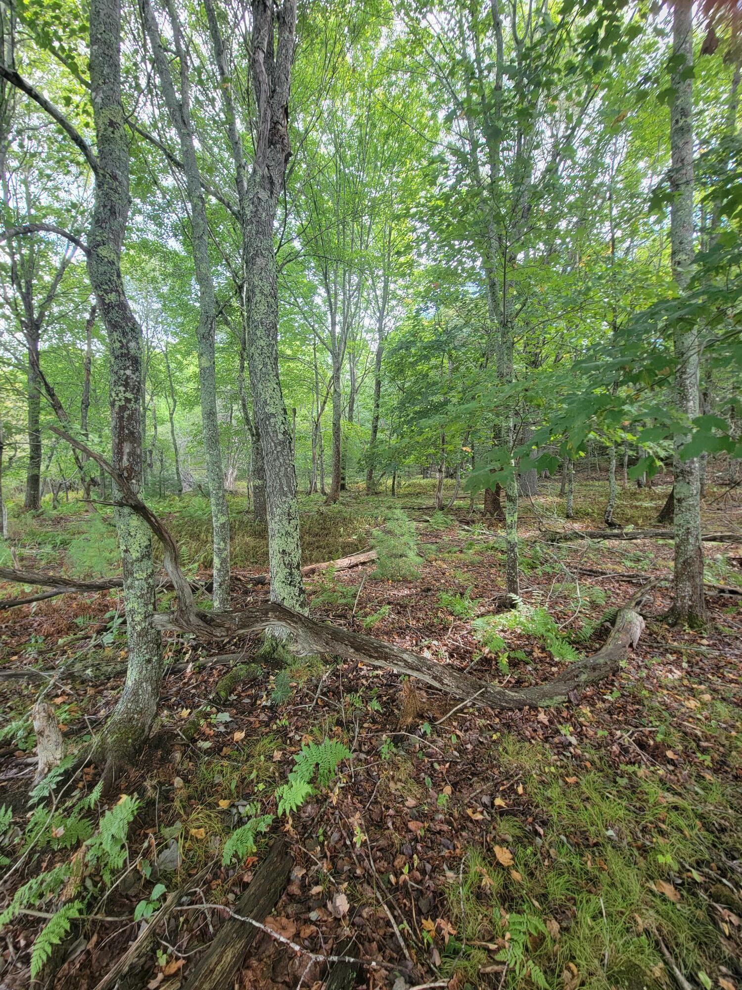 Lot #13-1 Lot#13-1 Shore Road Ellsworth, ME 04605 - Photo 21 of 41 Lot 13-1