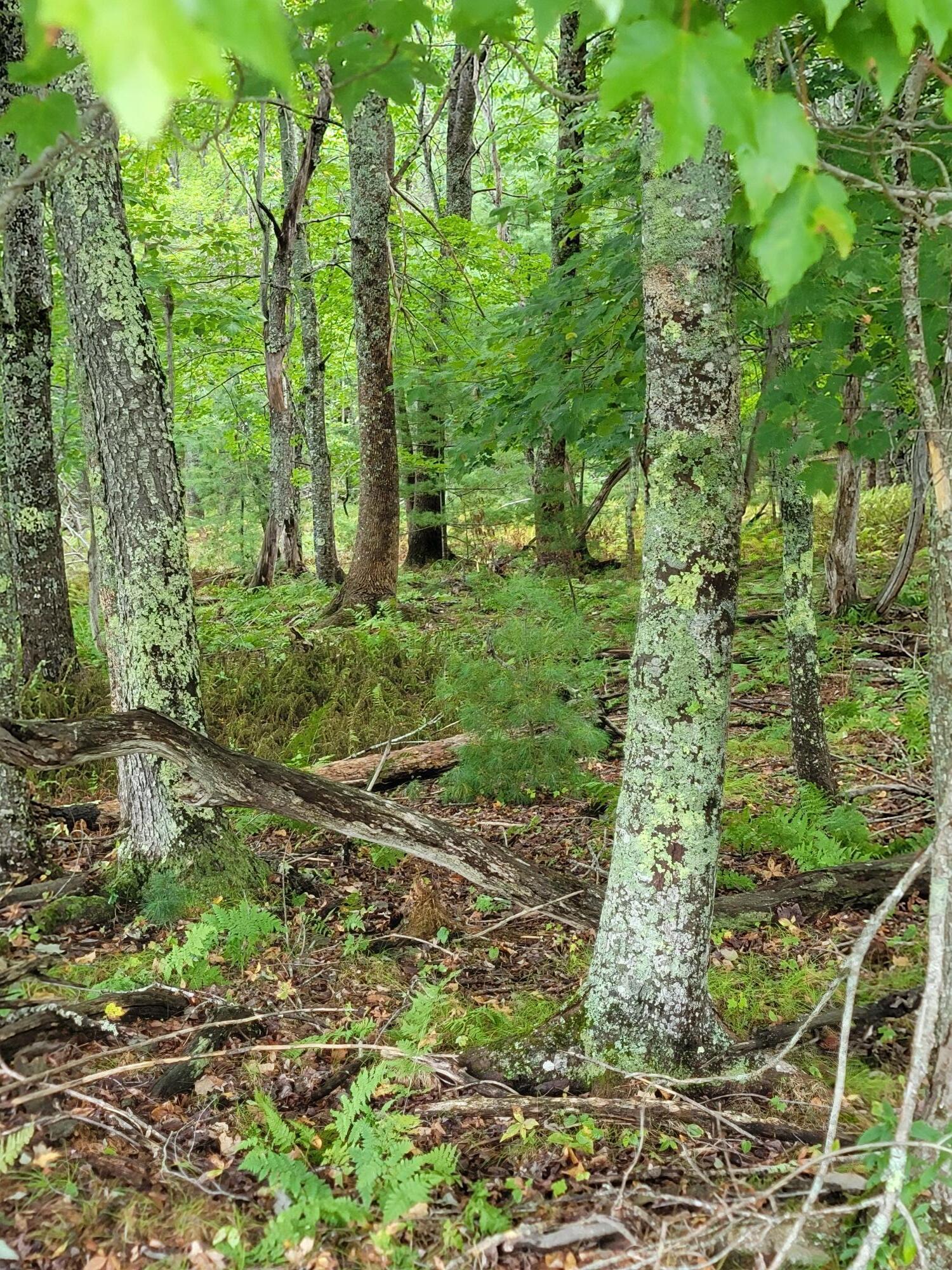 Lot #13-1 Lot#13-1 Shore Road Ellsworth, ME 04605 - Photo 23 of 41 Lot 13-1