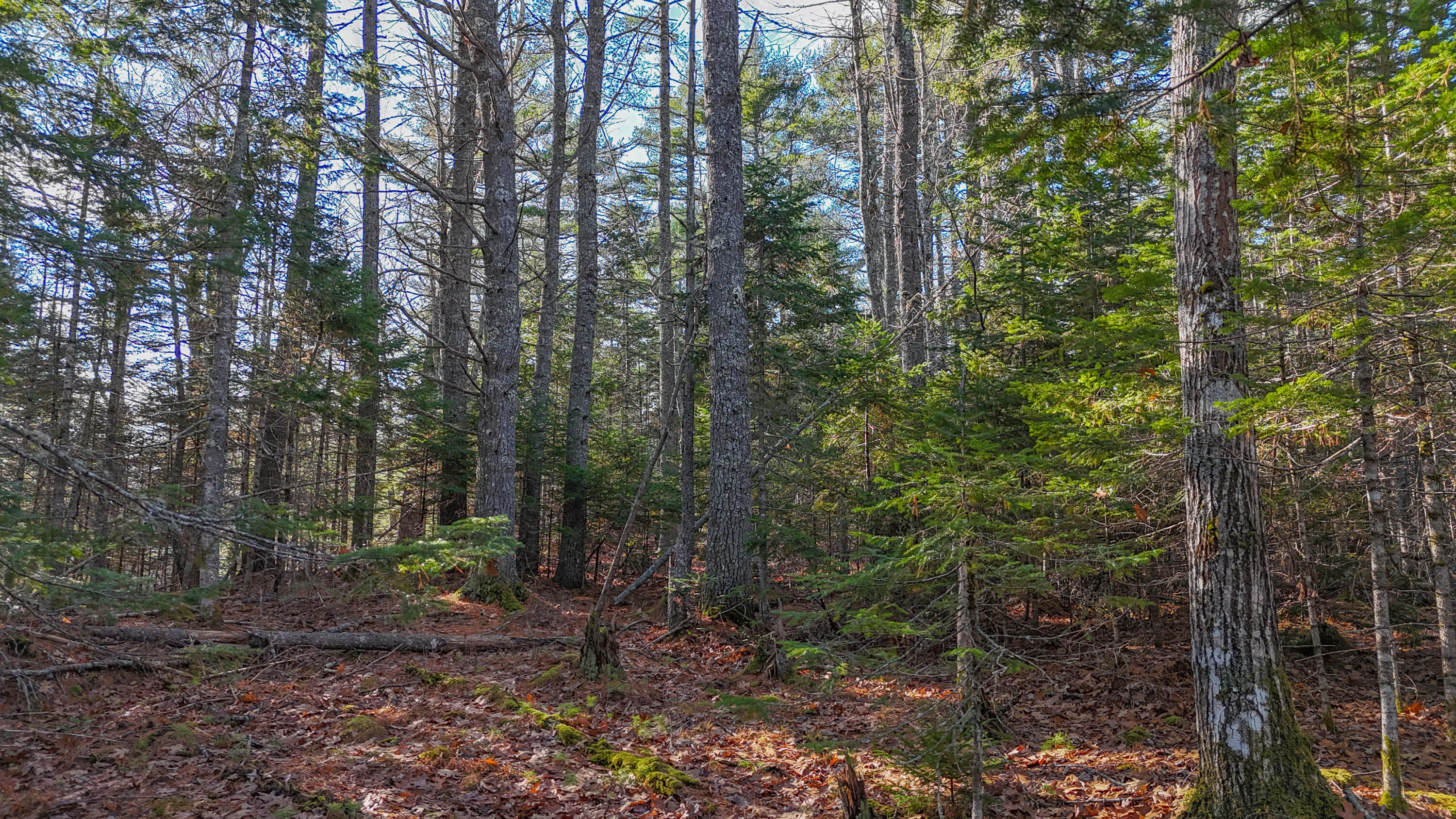 Lot #13-1 Lot#13-1 Shore Road Ellsworth, ME 04605 - Photo 41 of 41 Lot 13-1