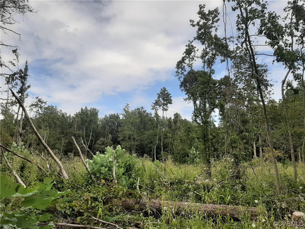 a view of a lush green forest with lots of trees