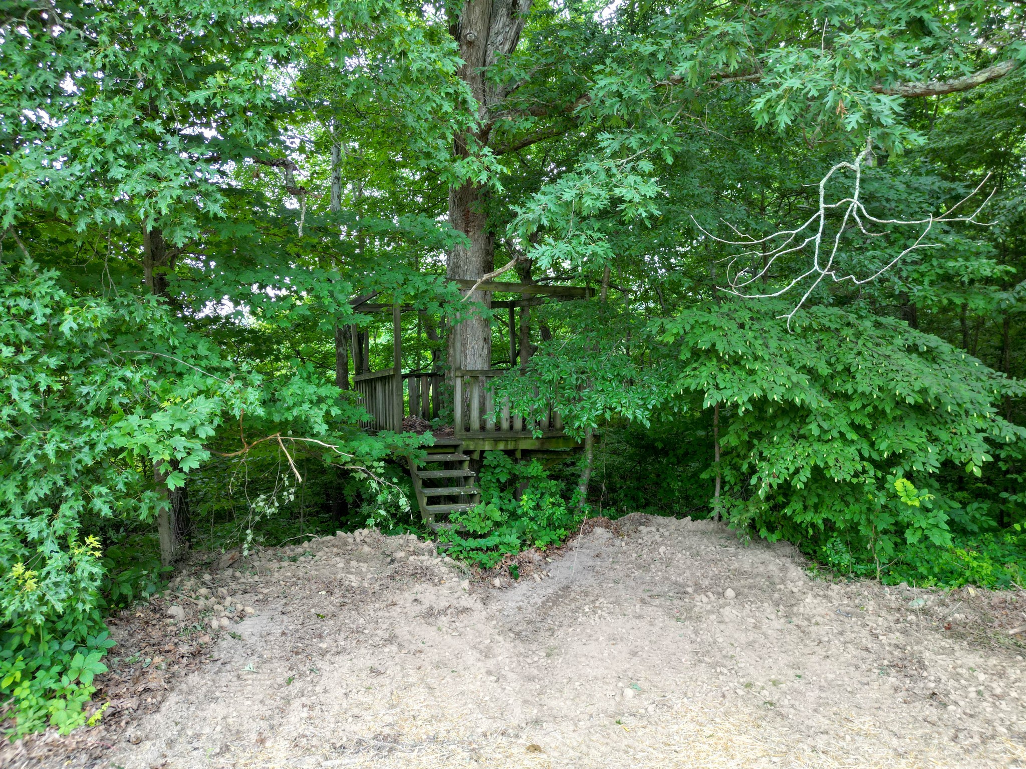 2558 South Mt Pleasant Road Greenbrier, TN 37073 - Photo 32 of 36 a backyard of a house with lots of green space