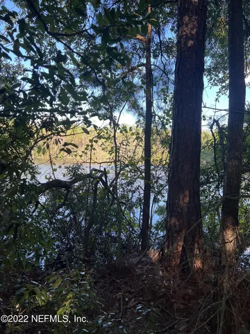 a view of a tree in middle of forest