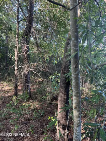 a view of a forest with a tree