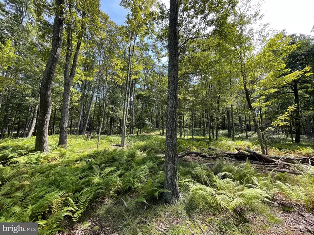 a view of backyard with green space