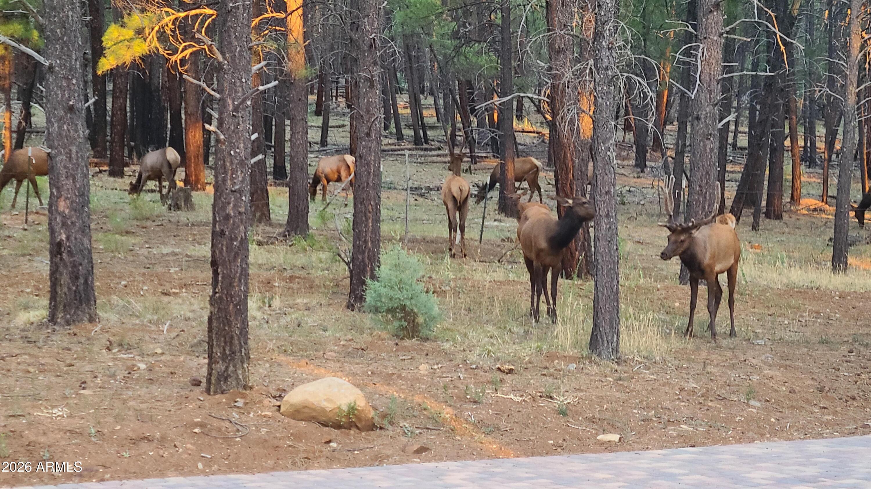 405 East Foxboro Road Munds Park, AZ 86017 - Photo 87 of 131 Elk in yard- Foxboro Ranch Estates