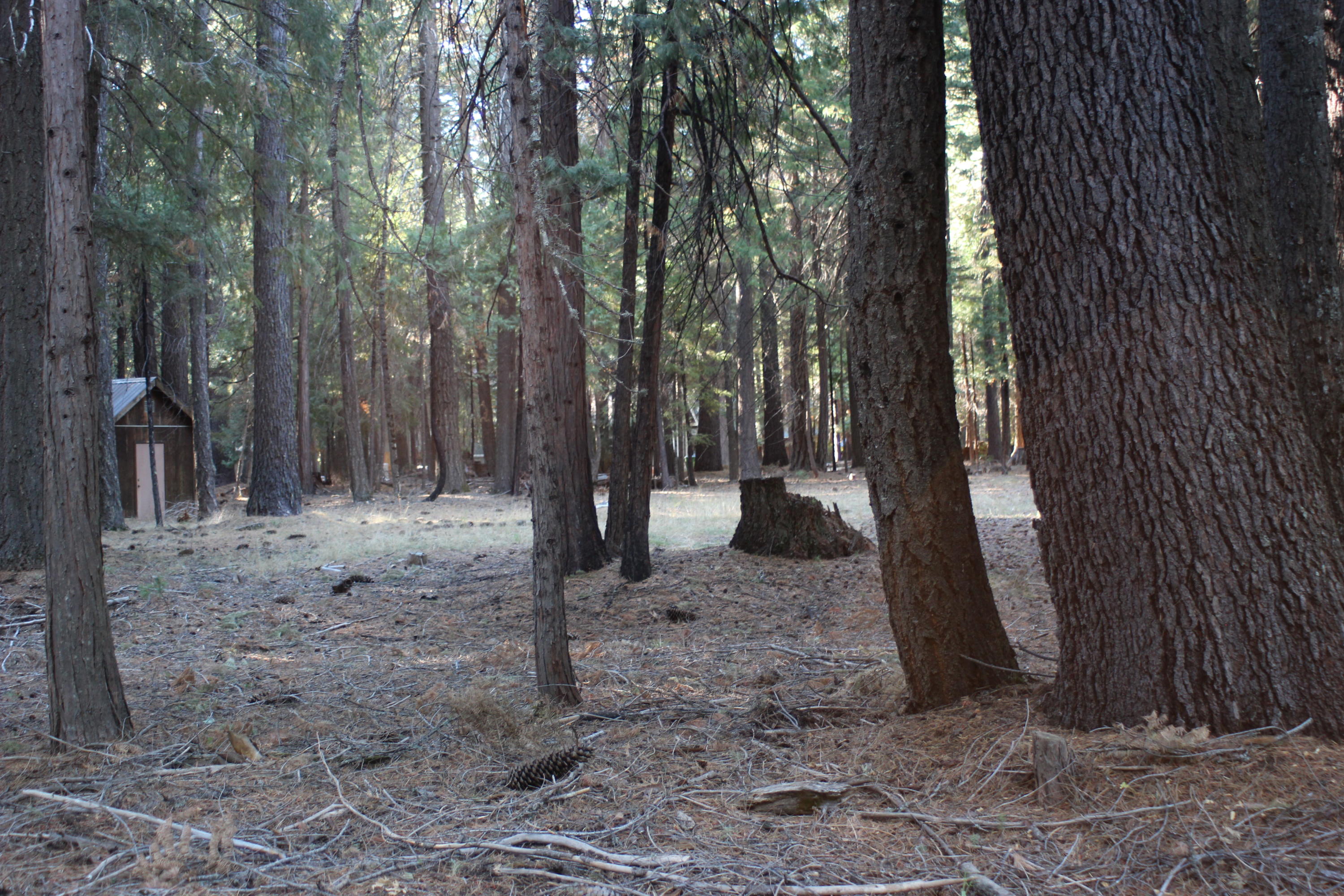 35475 Colossians Way Shingletown, CA 96088 - Photo 1 of 10 a view of a outdoor space
