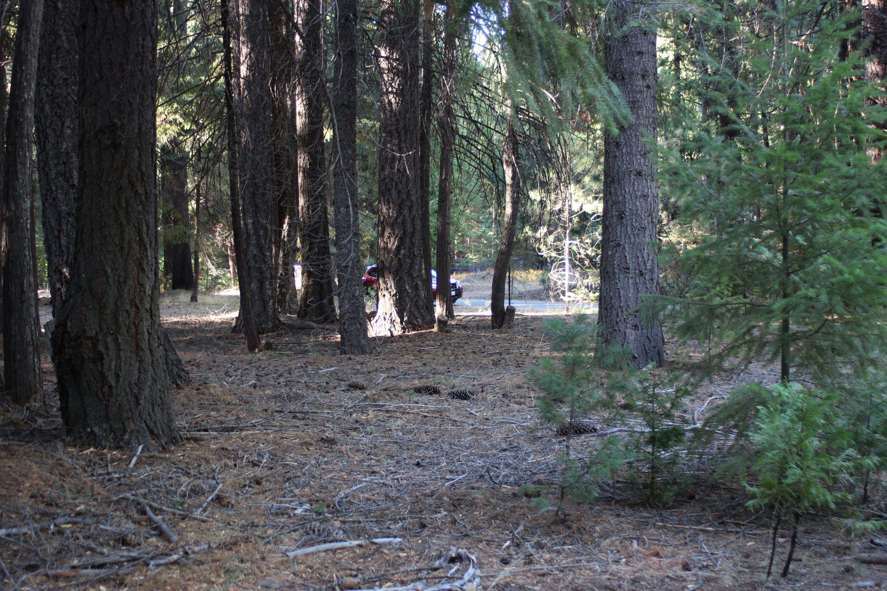 35475 Colossians Way Shingletown, CA 96088 - Photo 2 of 10 a view of a forest filled with trees