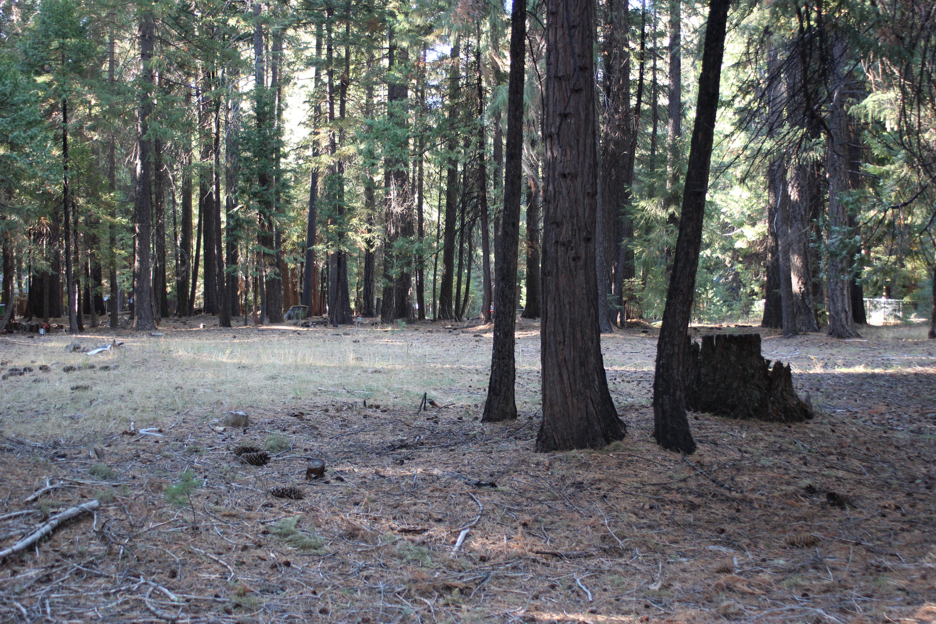 35475 Colossians Way Shingletown, CA 96088 - Photo 3 of 10 a view of a tree in a park