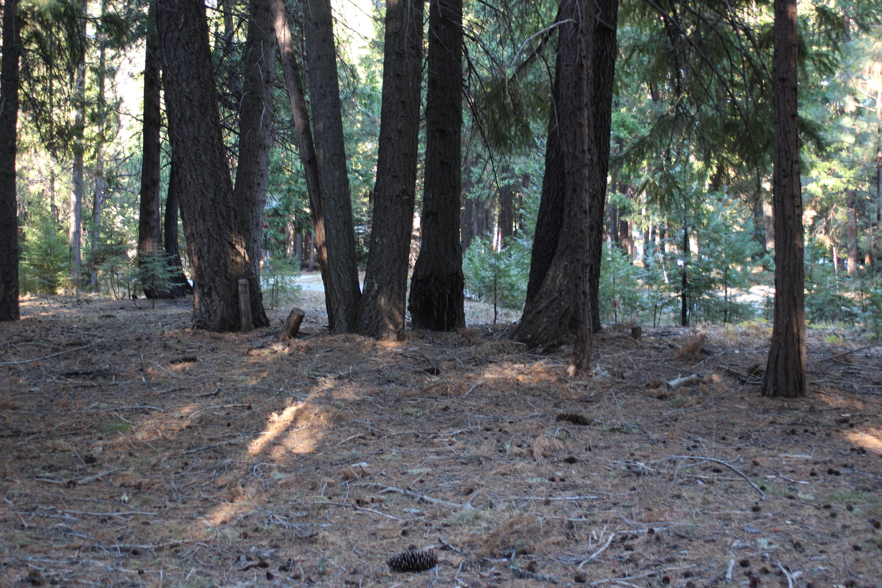 35475 Colossians Way Shingletown, CA 96088 - Photo 4 of 10 a view of a forest that has large trees