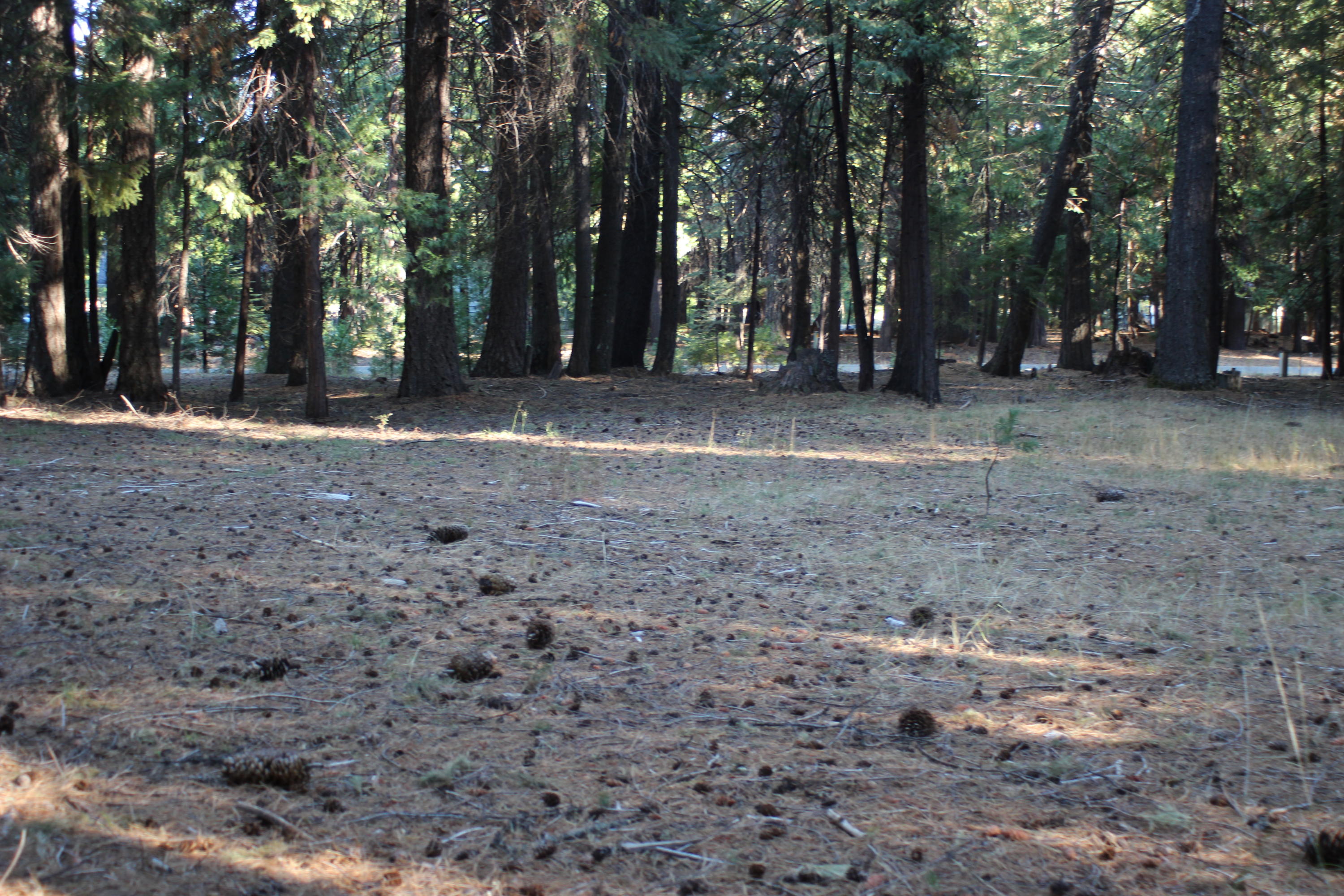 35475 Colossians Way Shingletown, CA 96088 - Photo 8 of 10 a view of outdoor space with trees
