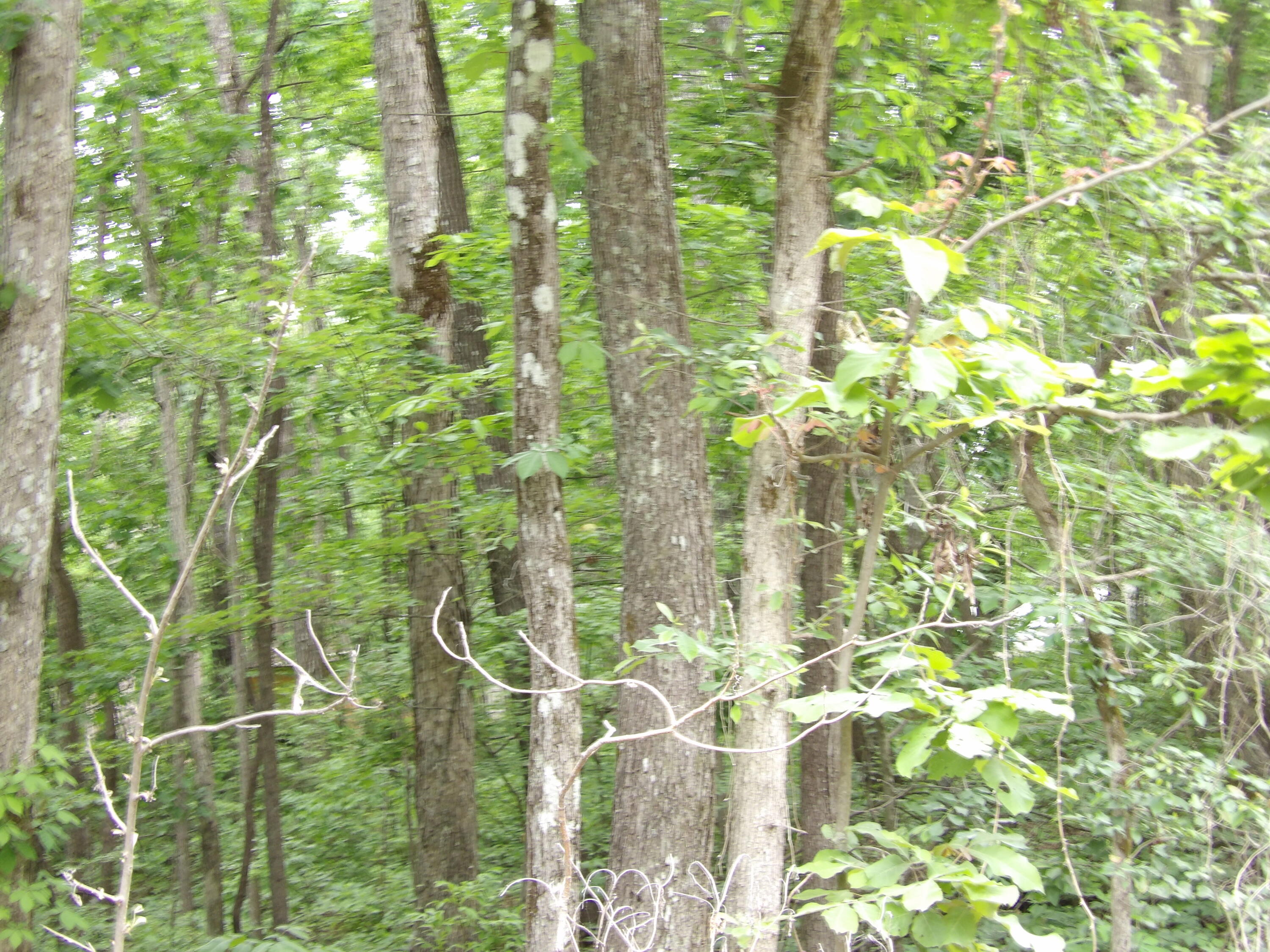 0 Ridge Road West Crossville, TN 38572 - Photo 7 of 10 100_2498