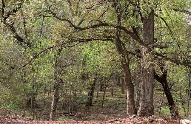 a view of a forest with large trees