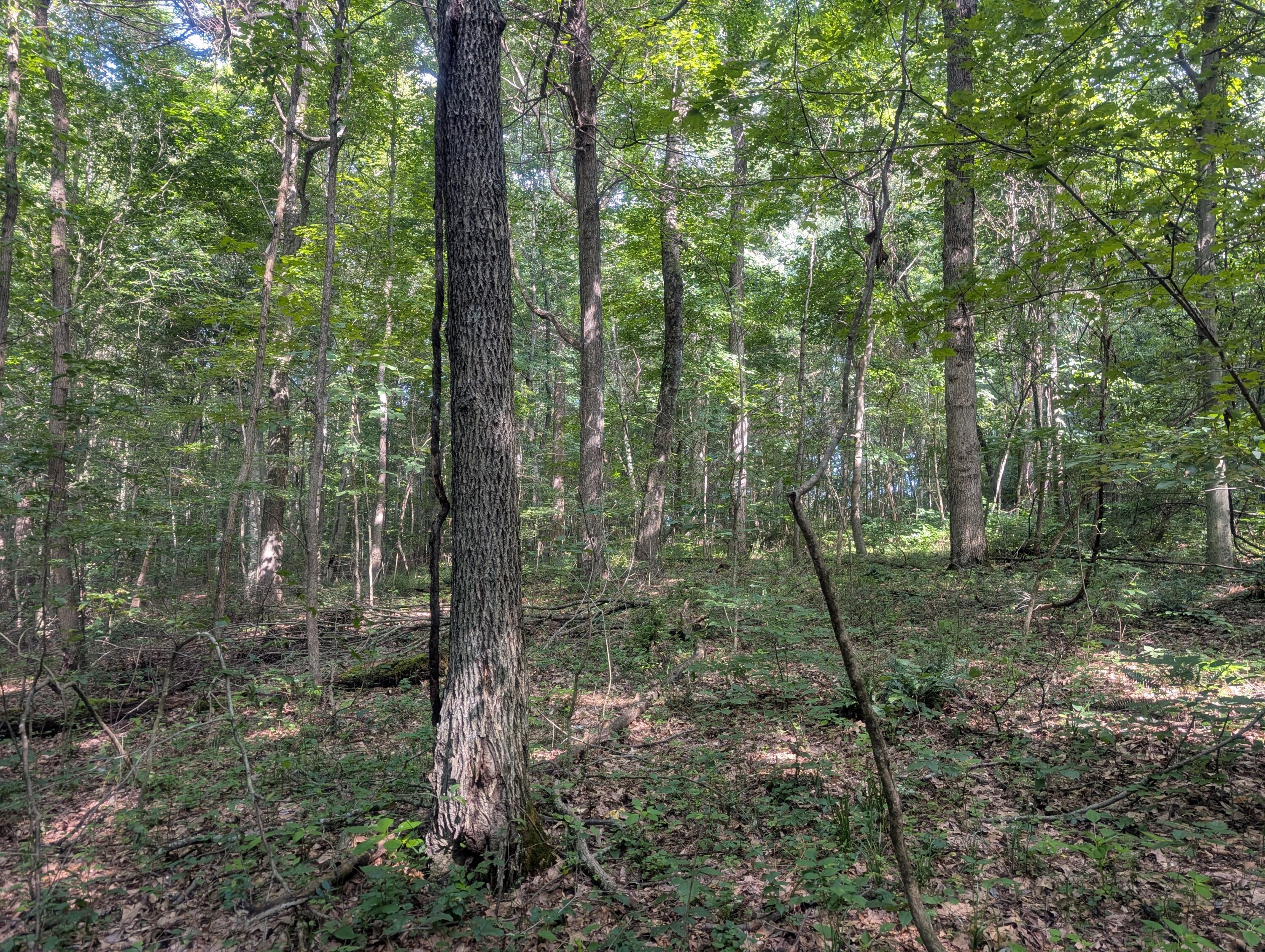 0 Toll Gate Road Somerset, OH 43783 - Photo 4 of 40 4