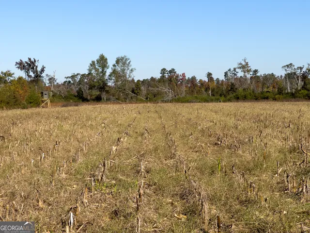 a view of a tree in a yard