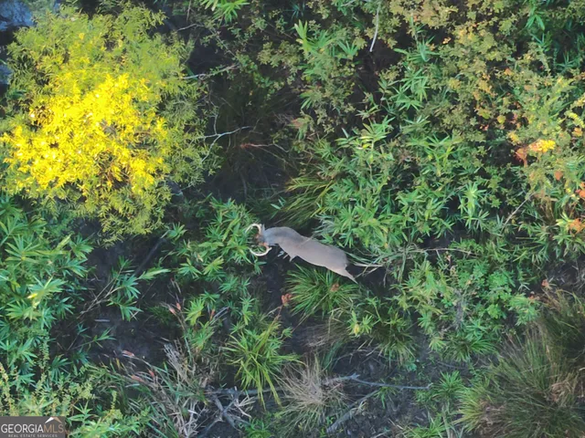 a backyard of a house with lots of trees