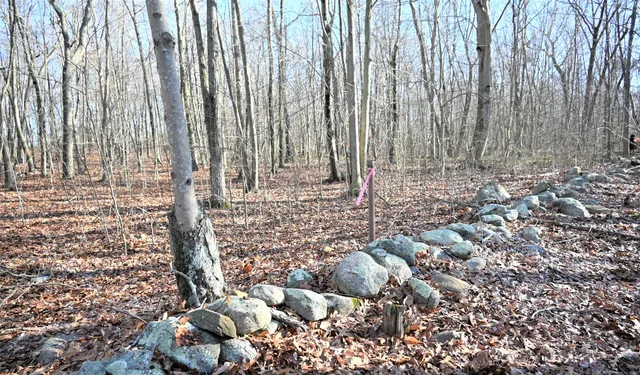 a view of a backyard with pathway