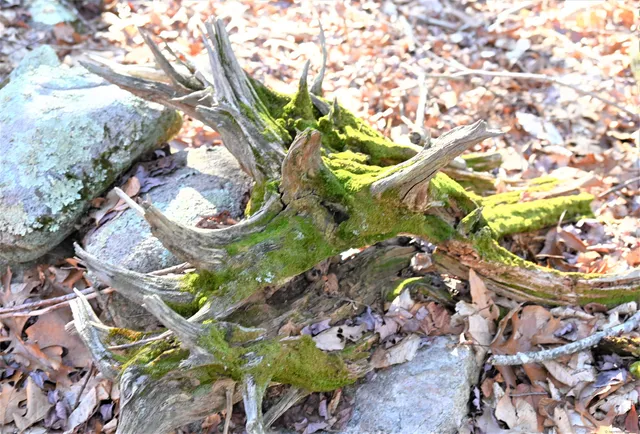 a view of a backyard with pathway