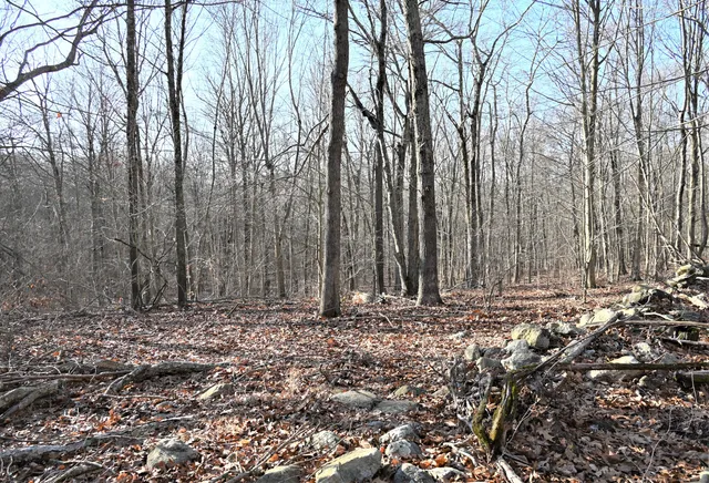 a view of a backyard with trees