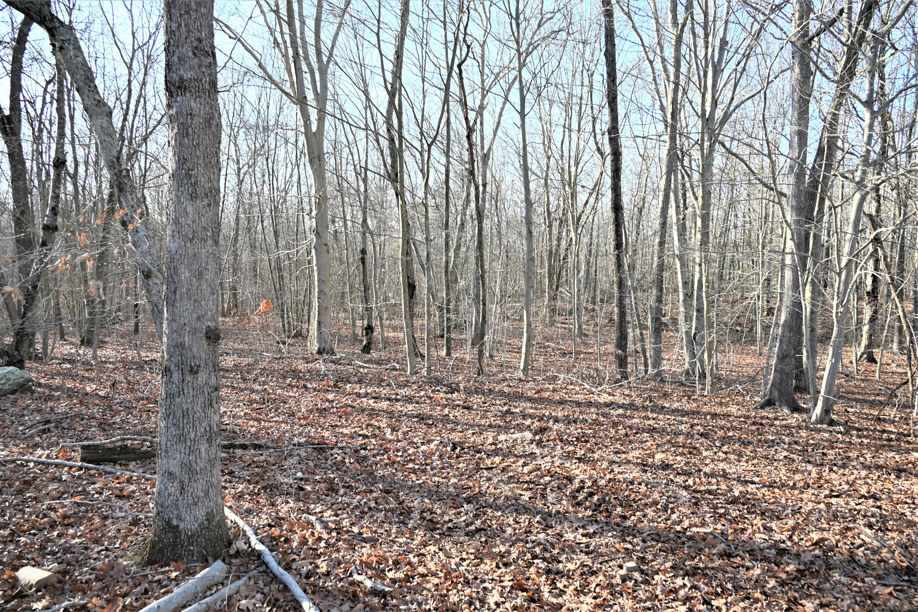 62-14 Middlesex Turnpike Old Saybrook, CT 06475 - Photo 17 of 17 a view of a backyard with trees
