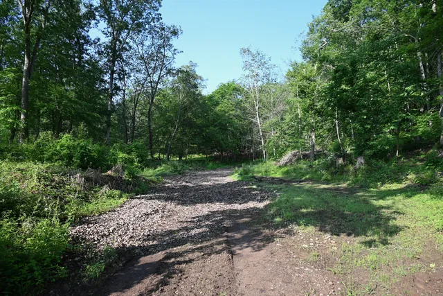 a big yard with lots of green space and deers