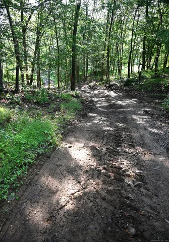 a view of a yard with plants and trees