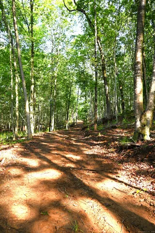a view of a tree in a yard
