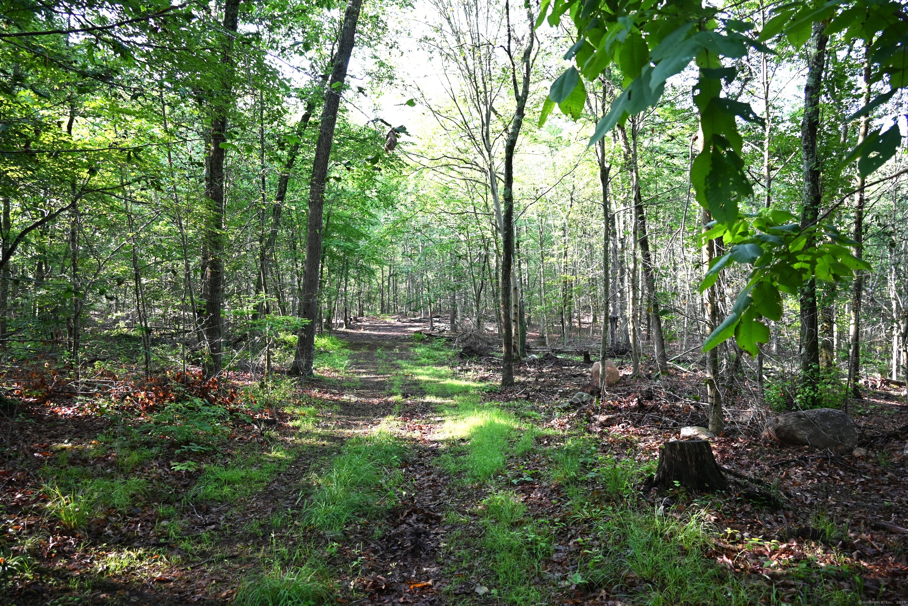 62-14 Middlesex Turnpike Old Saybrook, CT 06475 - Photo 10 of 17 a view of a tree in a yard