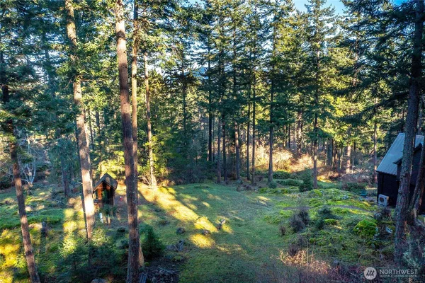 a view of backyard with tree