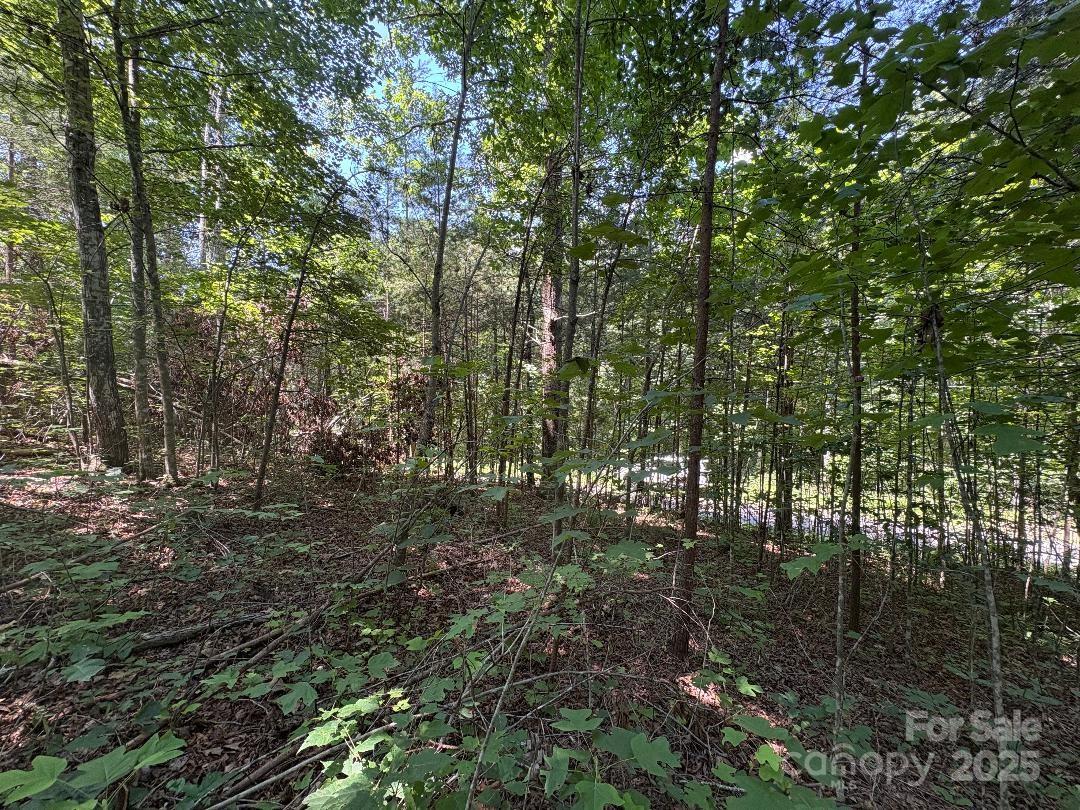 Lot 13 Wild Flower Way Marion, NC 28752 - Photo 3 of 16 a view of forest