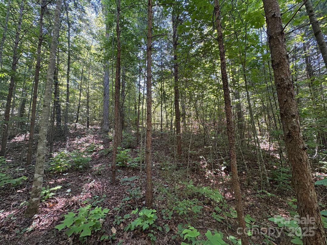 Lot 13 Wild Flower Way Marion, NC 28752 - Photo 4 of 16 a view of forest