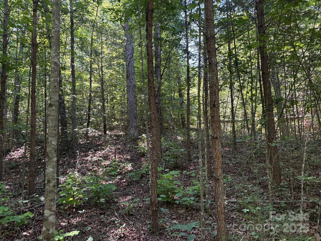 Lot 13 Wild Flower Way Marion, NC 28752 - Photo 5 of 16 a view of forest