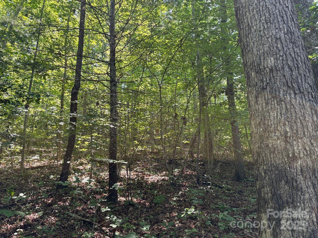 Lot 13 Wild Flower Way Marion, NC 28752 - Photo 6 of 16 a view of a forest that has large trees