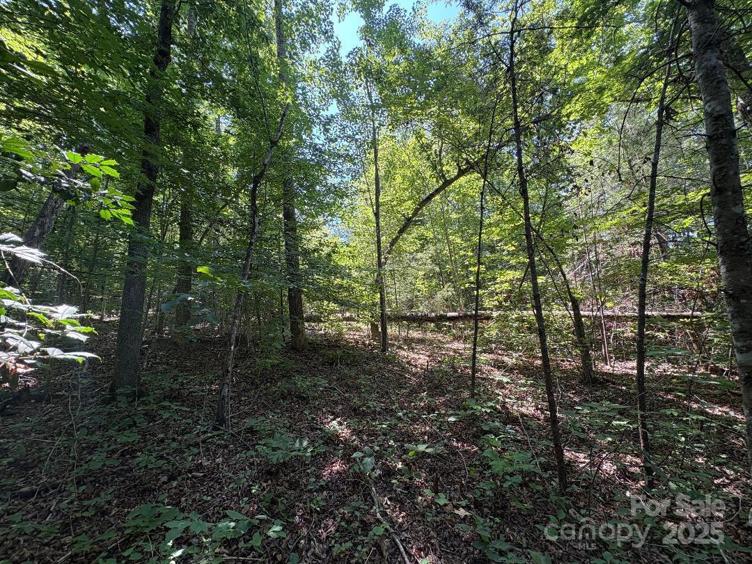 Lot 13 Wild Flower Way Marion, NC 28752 - Photo 7 of 16 a view of a forest with trees