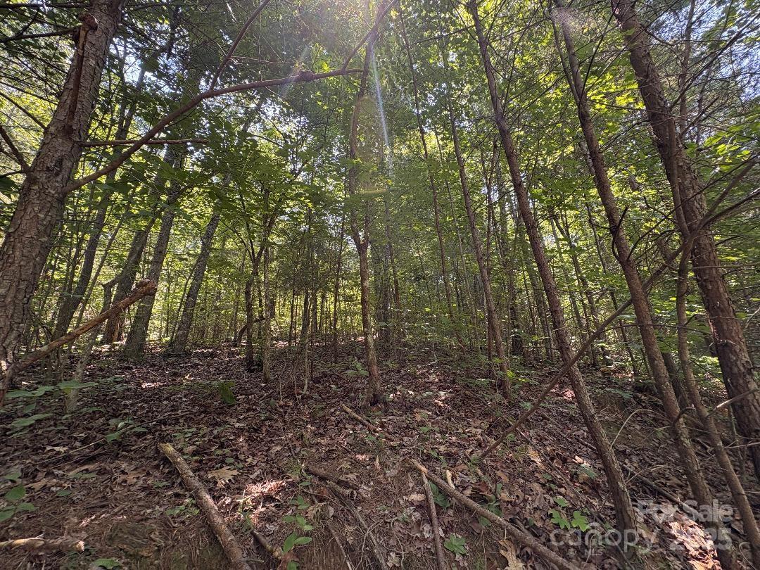 Lot 13 Wild Flower Way Marion, NC 28752 - Photo 9 of 16 a view of a forest with trees