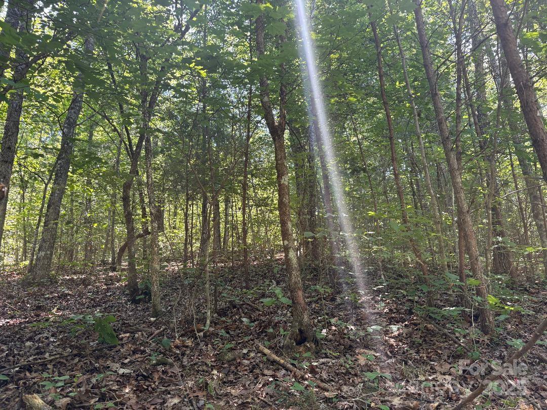 Lot 13 Wild Flower Way Marion, NC 28752 - Photo 10 of 16 a view of a forest with trees